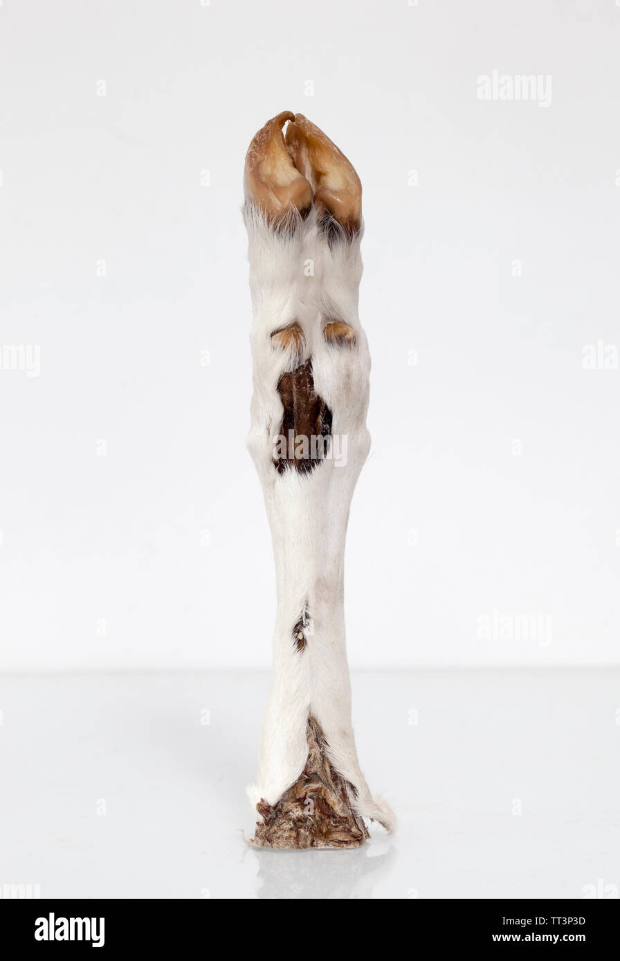 Conserve di tassidermia zoccolo di capra o a piedi Foto Stock