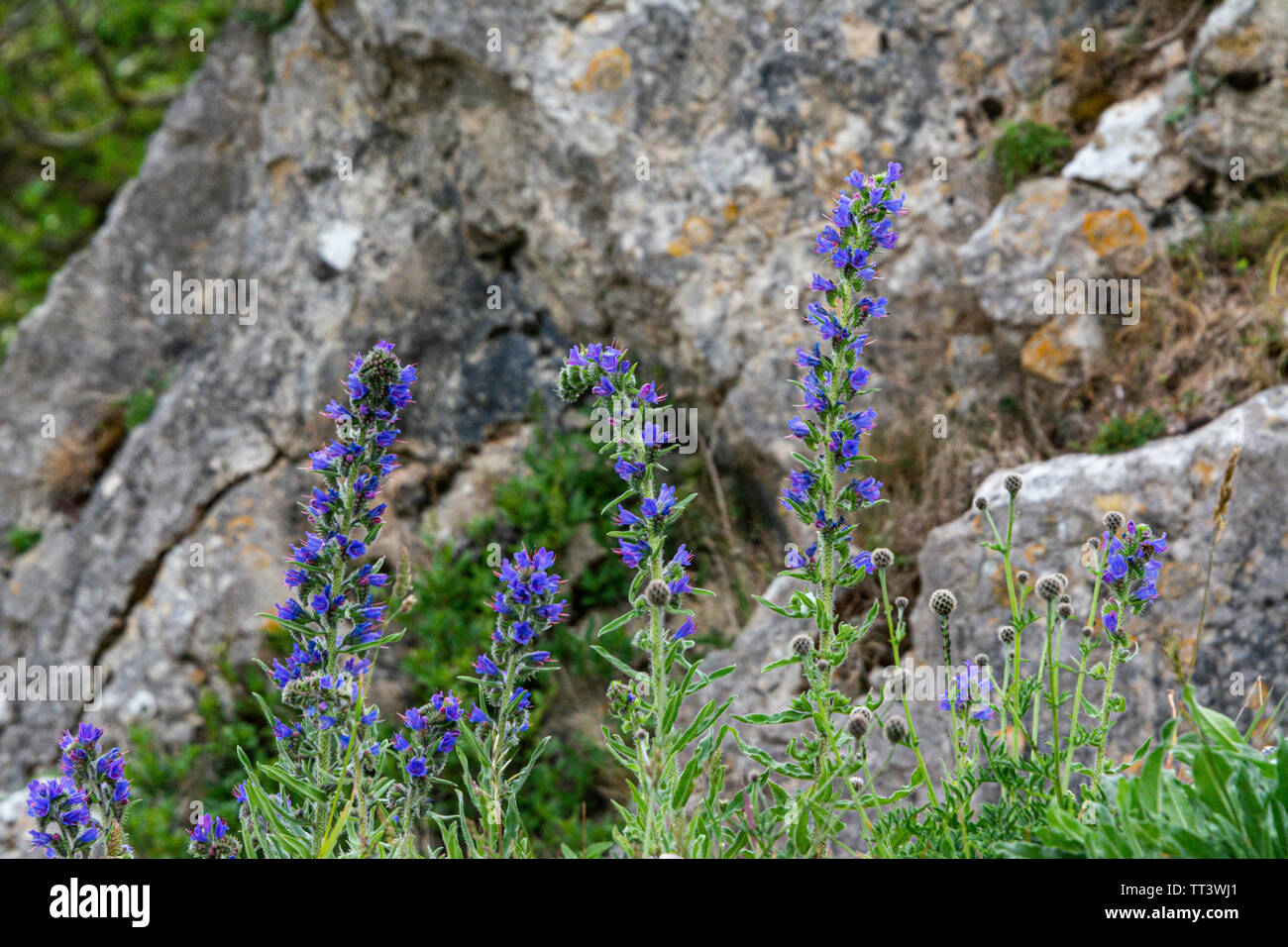 La Viper bugloss (Echium vulgare) Foto Stock