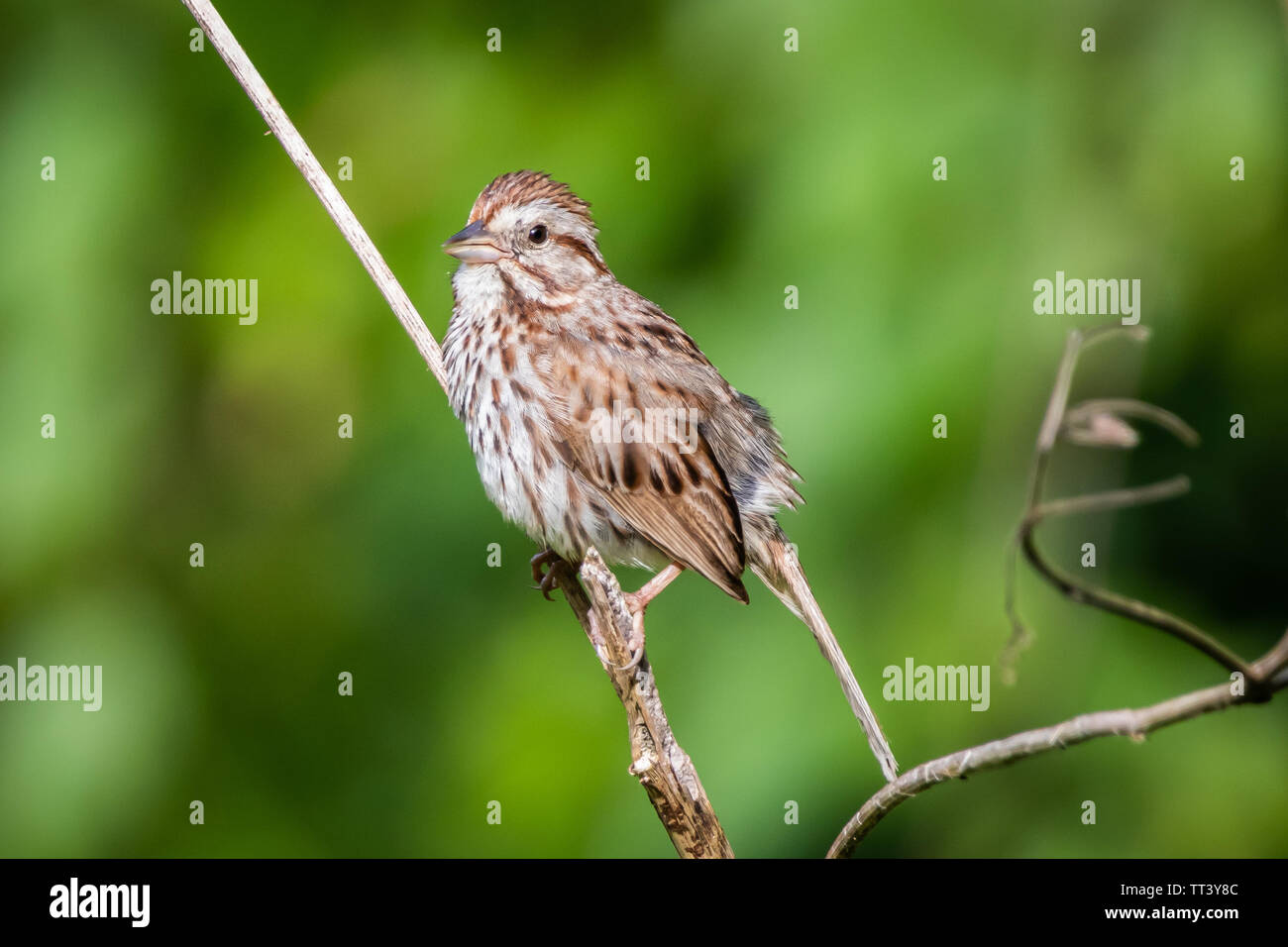 Una canzone sparrow si siede su un ramo. Foto Stock