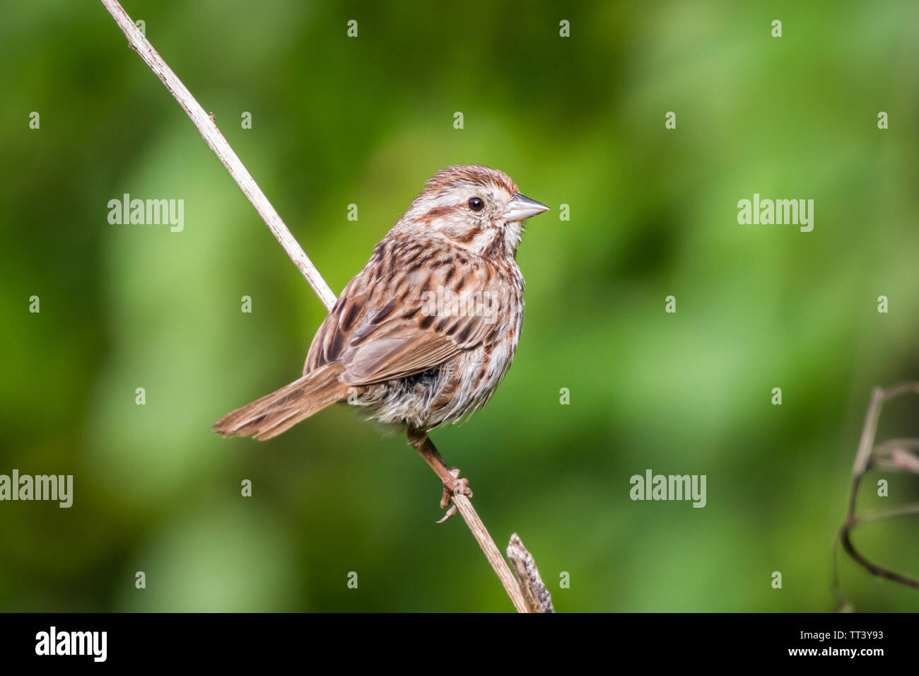 Una canzone sparrow si siede su un ramo. Foto Stock