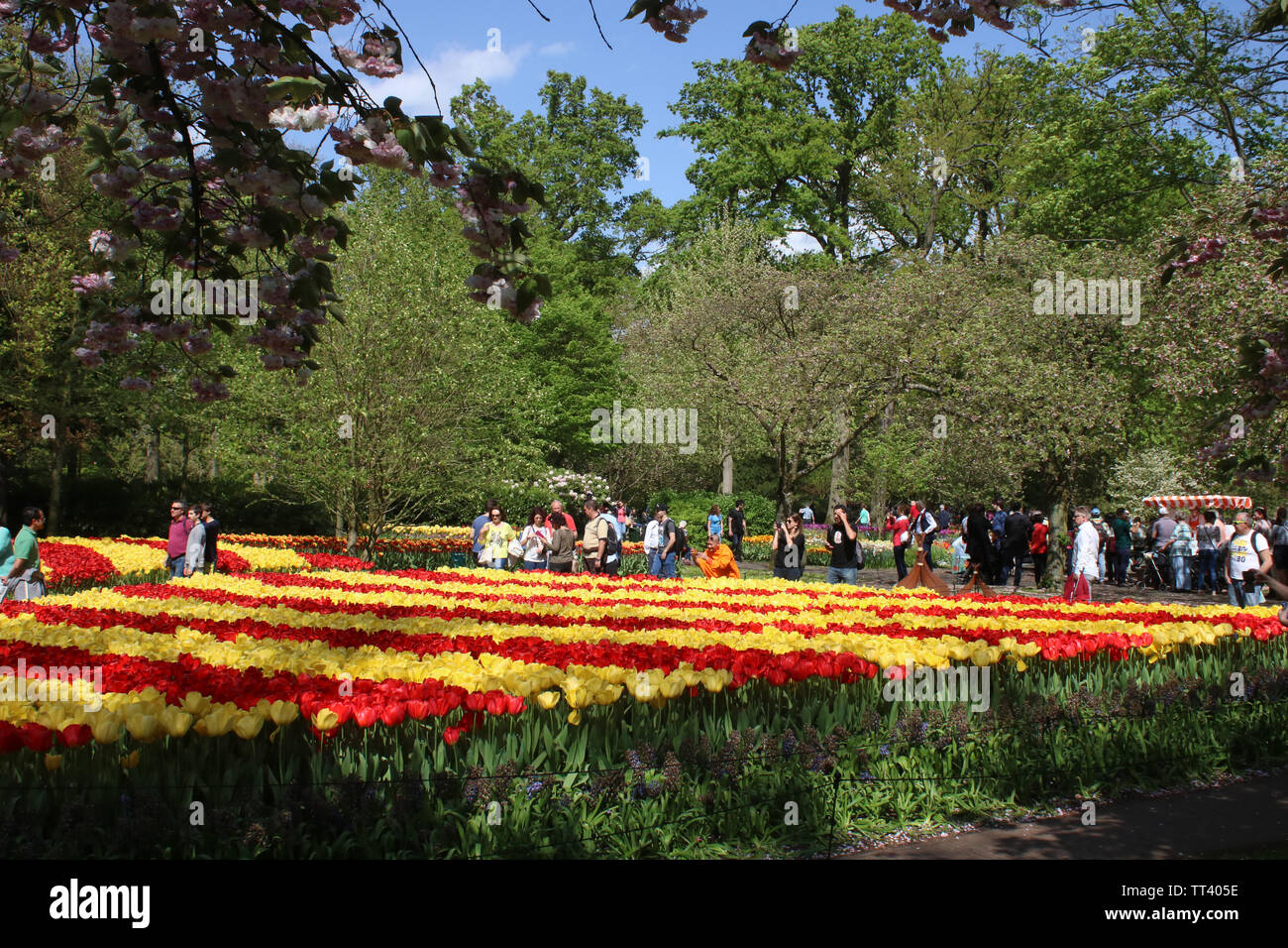Masse di rosso e tulipani gialli in piena fioritura a Giardini Keukenhof, noto anche come il giardino d'Europa, vicino a Lisse, South Holland, Paesi Bassi Foto Stock