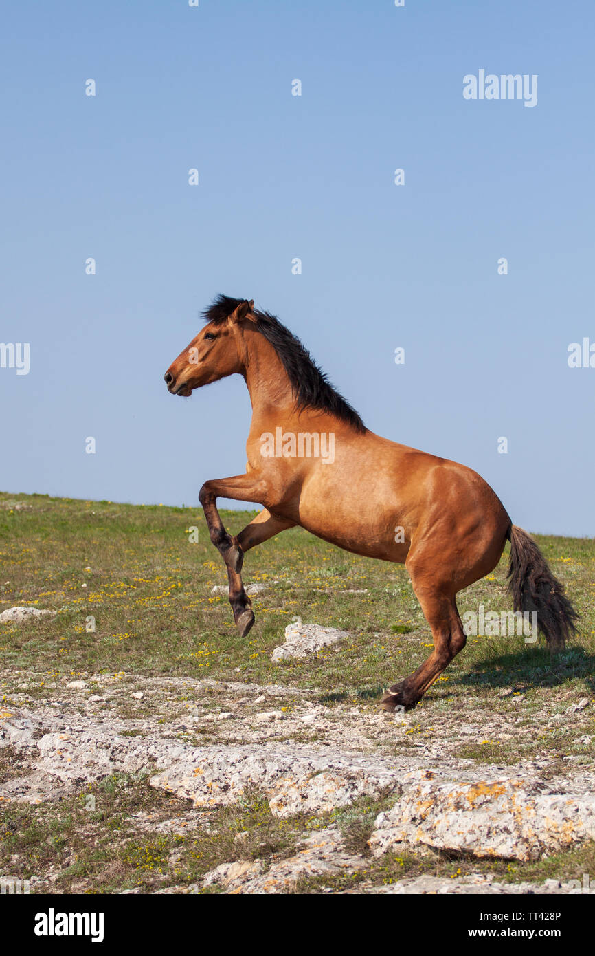Giovane e bella red allevamento di cavalli fino al giorno di sole in estate Foto Stock