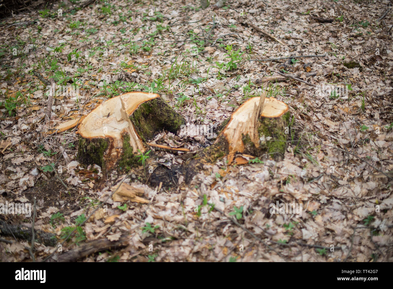 Due moncone tra secco di foglie di quercia. Messa a fuoco selettiva. Foto Stock