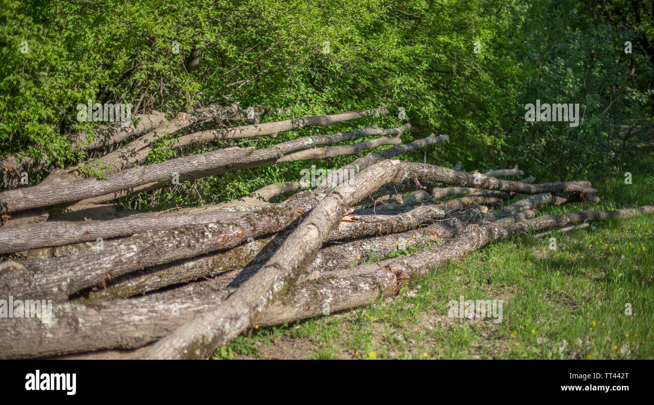 Un mazzetto di curve caduti tronchi di quercia. Foto Stock