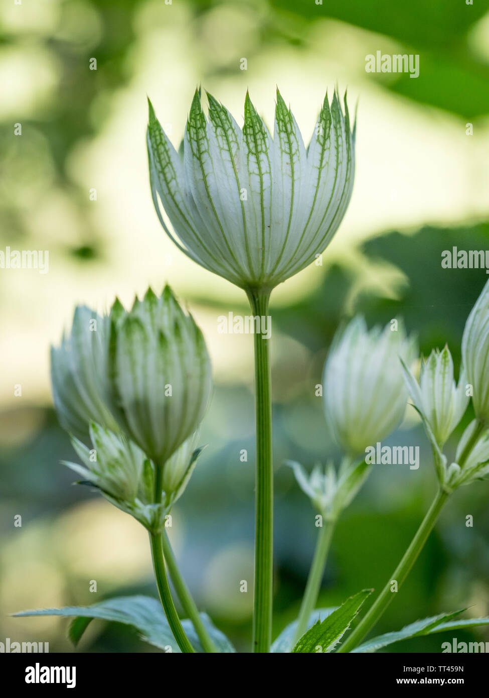 Un back lit vista laterale profilo di grande fiore masterwort fioritura di piante in crescita con sfondo verde in estate REGNO UNITO Foto Stock