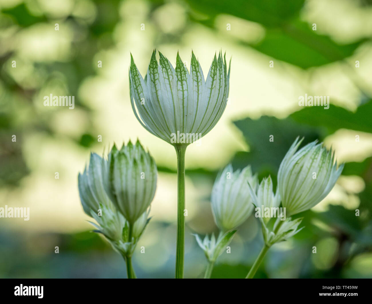 Un back lit vista laterale profilo di grande fiore masterwort fioritura di piante in crescita con sfondo verde in estate REGNO UNITO Foto Stock
