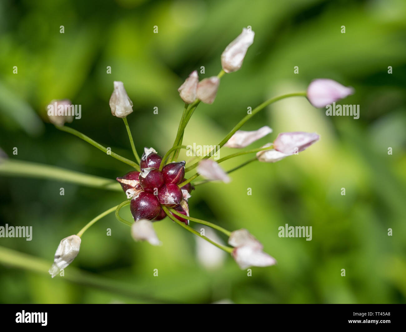 Una chiusura della vista di dettaglio di allium oleraceum campo selvatico aglio cipolla in fioritura di fiori con sfondo bokeh di fondo Foto Stock