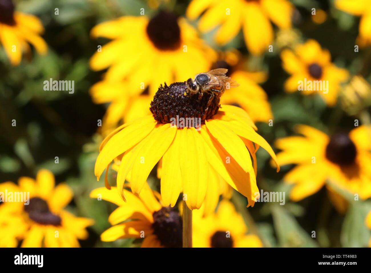 Primo piano di un ape seduto su un giallo daisy Foto Stock