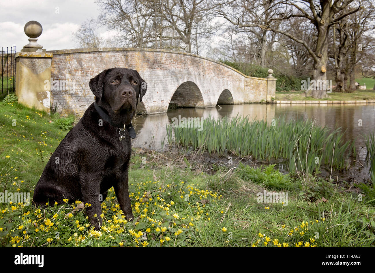 Il Labrador cioccolato in un campo Foto Stock