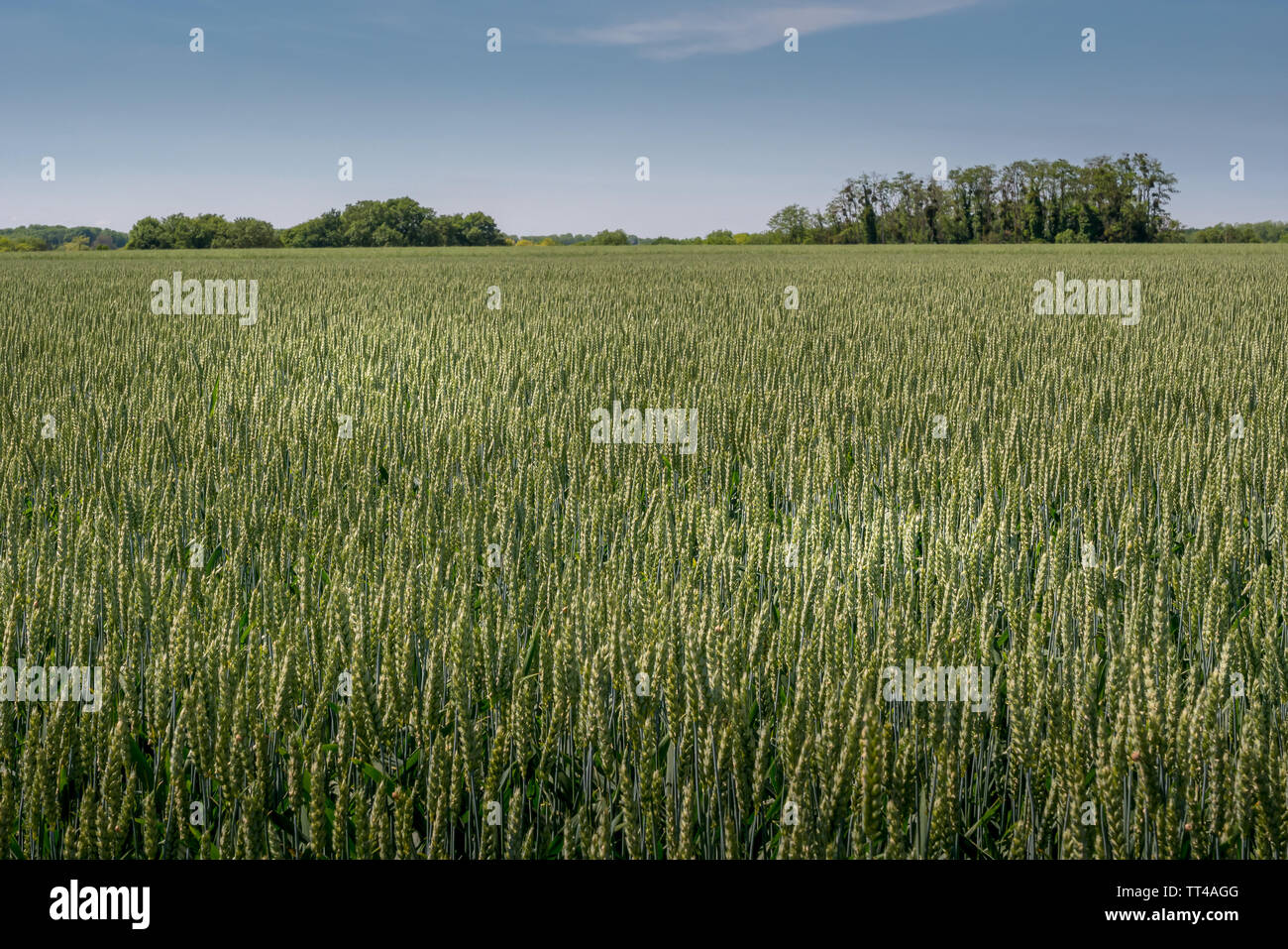 Campo verde a Auvers-sur-Oise, Francia, dove Van Gogh dipinse le opere dura Foto Stock