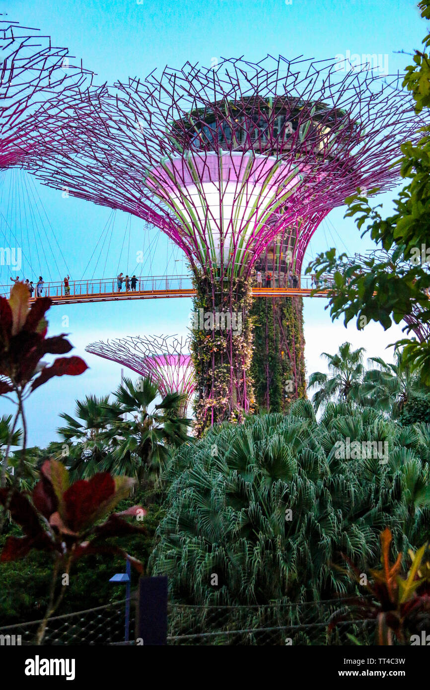 La splendida Supertree Grove, a Singapore i giardini della baia Foto Stock