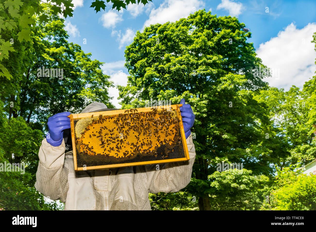 Un apicoltore alla ricerca di segni di un miele delle api regina dopo uno sciame. Foto Stock