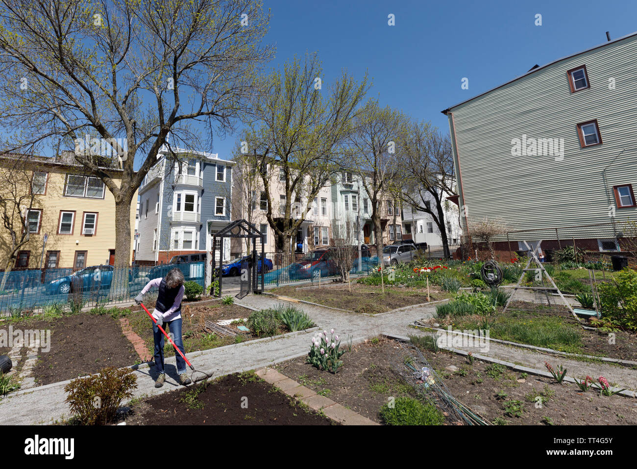 Donna al lavoro su un grafico in una comunità giardino, East Boston neighborhood, Boston, Massachusetts, STATI UNITI D'AMERICA Foto Stock