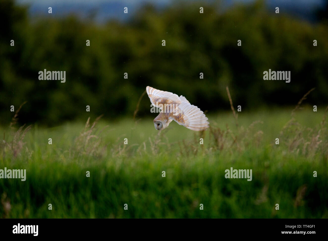 Barn-civetta (Tyto alba) immersioni giù in erba per la cattura delle prede. Foto Stock