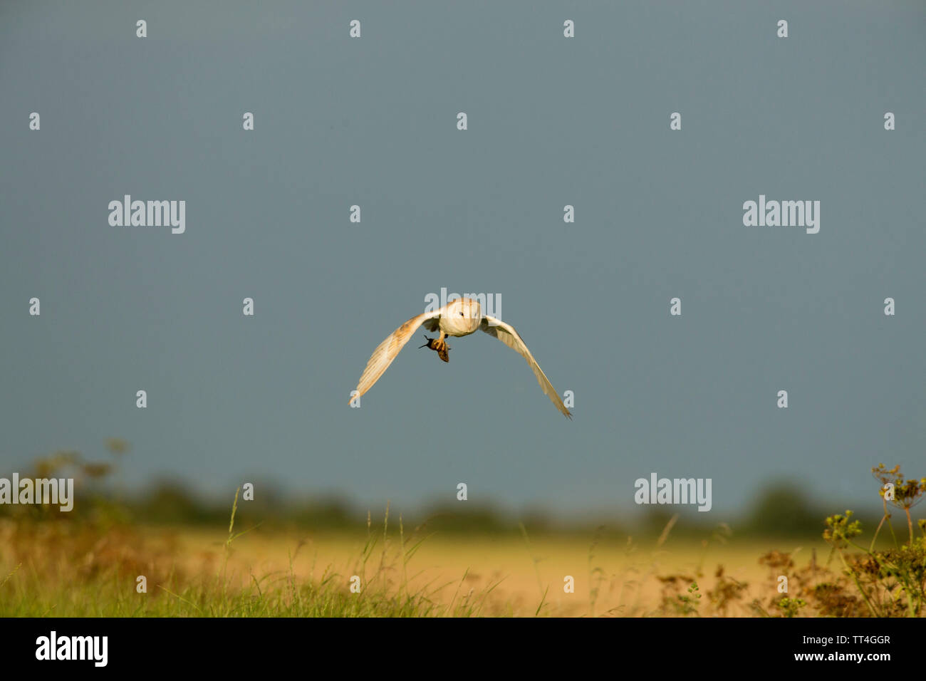 Fienile comune-civetta (Tyto alba) in volo campo portante vole. FARMLAND sfondo. Foto Stock