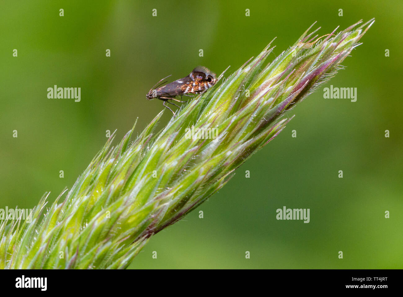 Dactylis tarma (Glyphipterix simpliciella) - micro moth con ali metalliche arroccato su un'erba seme head, REGNO UNITO Foto Stock