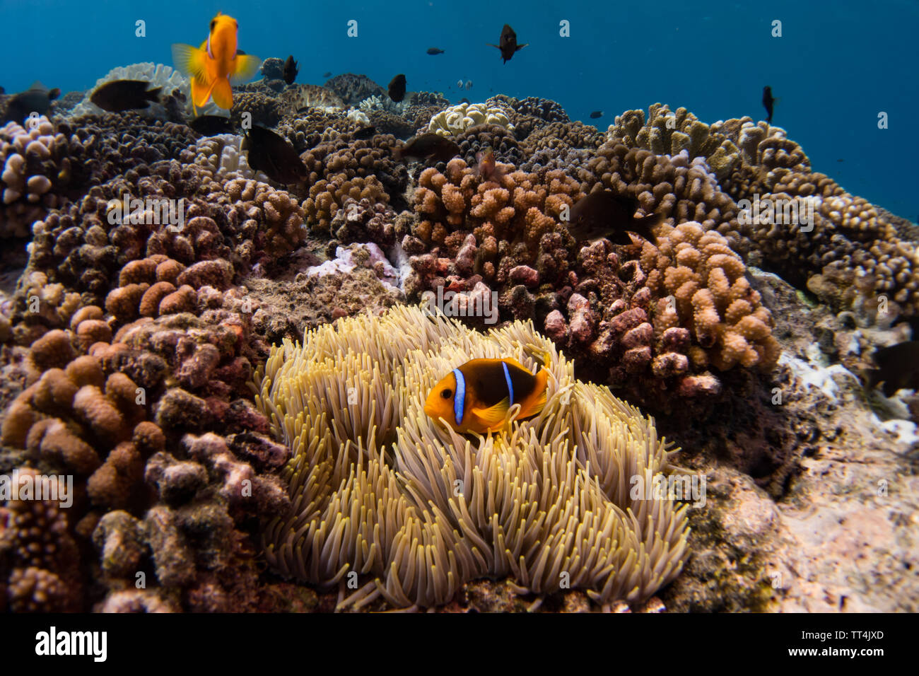 Orange-fin anemonefish in un anemone mentre Scuba diving in Huahine, Polinesia Francese Foto Stock
