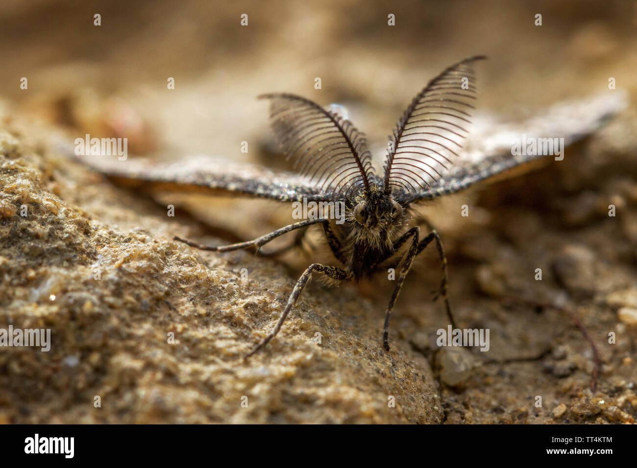 In prossimità di un comune heath tarma (Ematurga atomaria) - maschio con la sua grande selvaggina di penna (bipectinate) antenne, REGNO UNITO Foto Stock