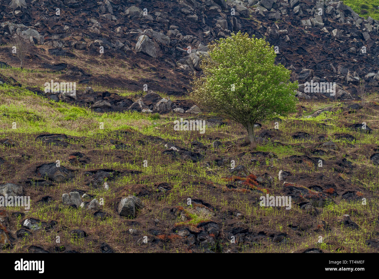 Bracken comincia a crescere attraverso il terreno annerito dopo il wildfire su Ilkley Moor, Regno Unito Foto Stock