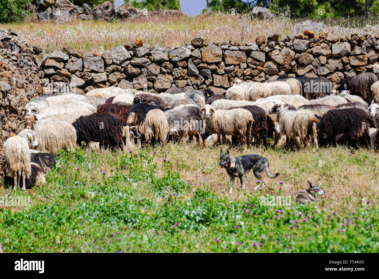 Canarie allevamento di ovini, sull'erba verde campo, con parete di roccia sfondo, El Hierro Island paesaggio, Isole canarie, Spagna Foto Stock