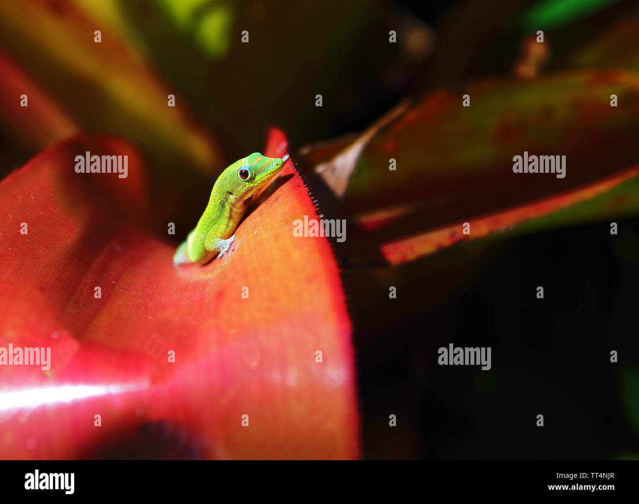 Gecko di polvere d'oro Foto Stock