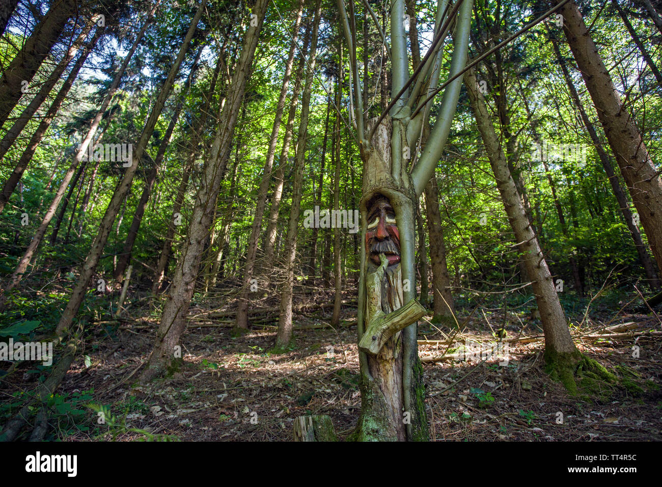 Volto scolpito in un tronco di albero, foresta fantasmi trail (tedesco: Waldgeisterweg), Oberotterbach, Itinerario dei vini tedeschi, Renania-Palatinato, Germania Foto Stock