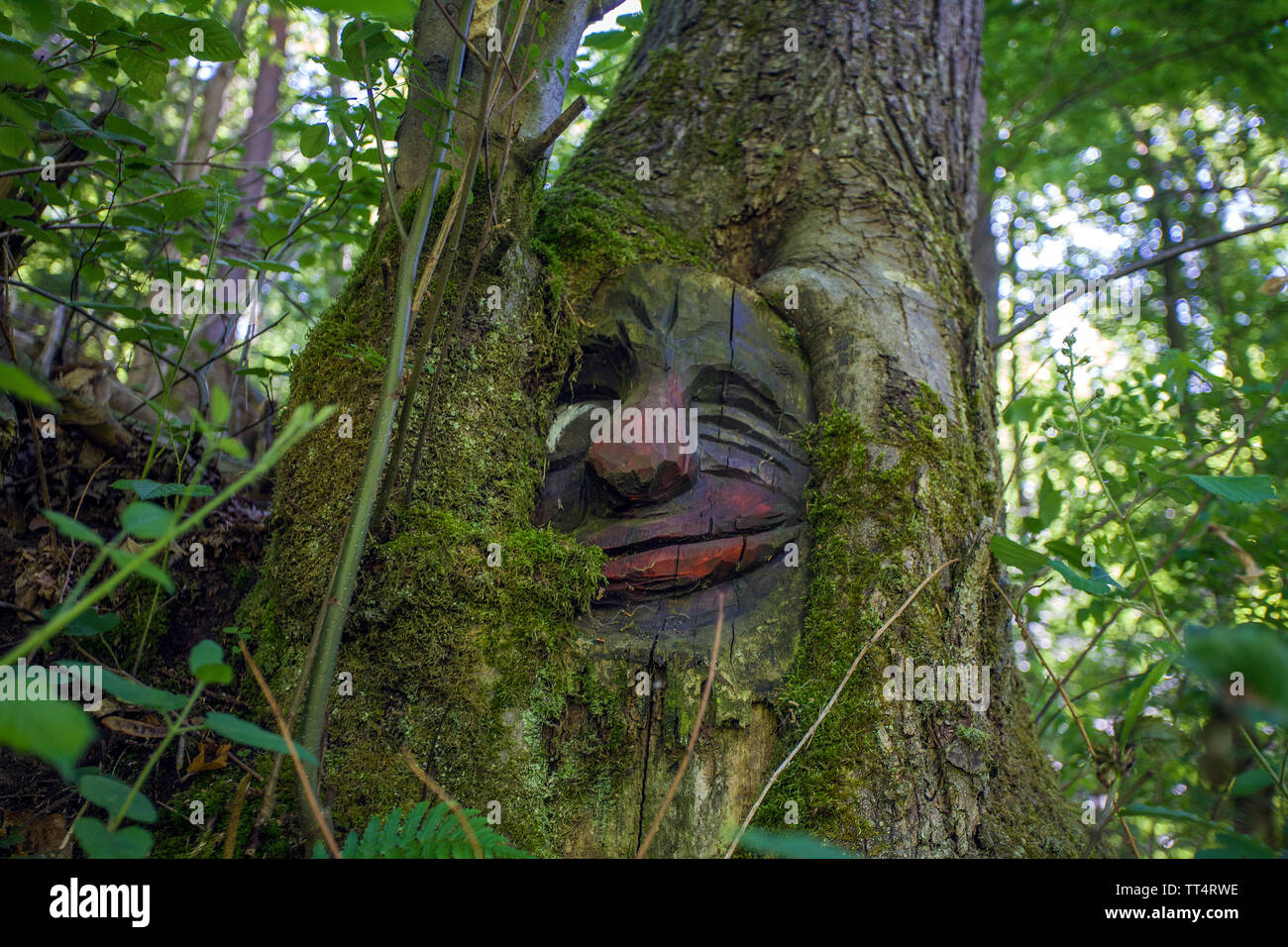 Volto scolpito in un tronco di albero, foresta fantasmi trail (tedesco: Waldgeisterweg), Oberotterbach, Itinerario dei vini tedeschi, Renania-Palatinato, Germania Foto Stock