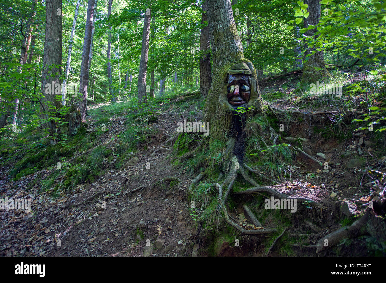 Volto scolpito in un tronco di albero, foresta fantasmi trail (tedesco: Waldgeisterweg), Oberotterbach, Itinerario dei vini tedeschi, Renania-Palatinato, Germania Foto Stock