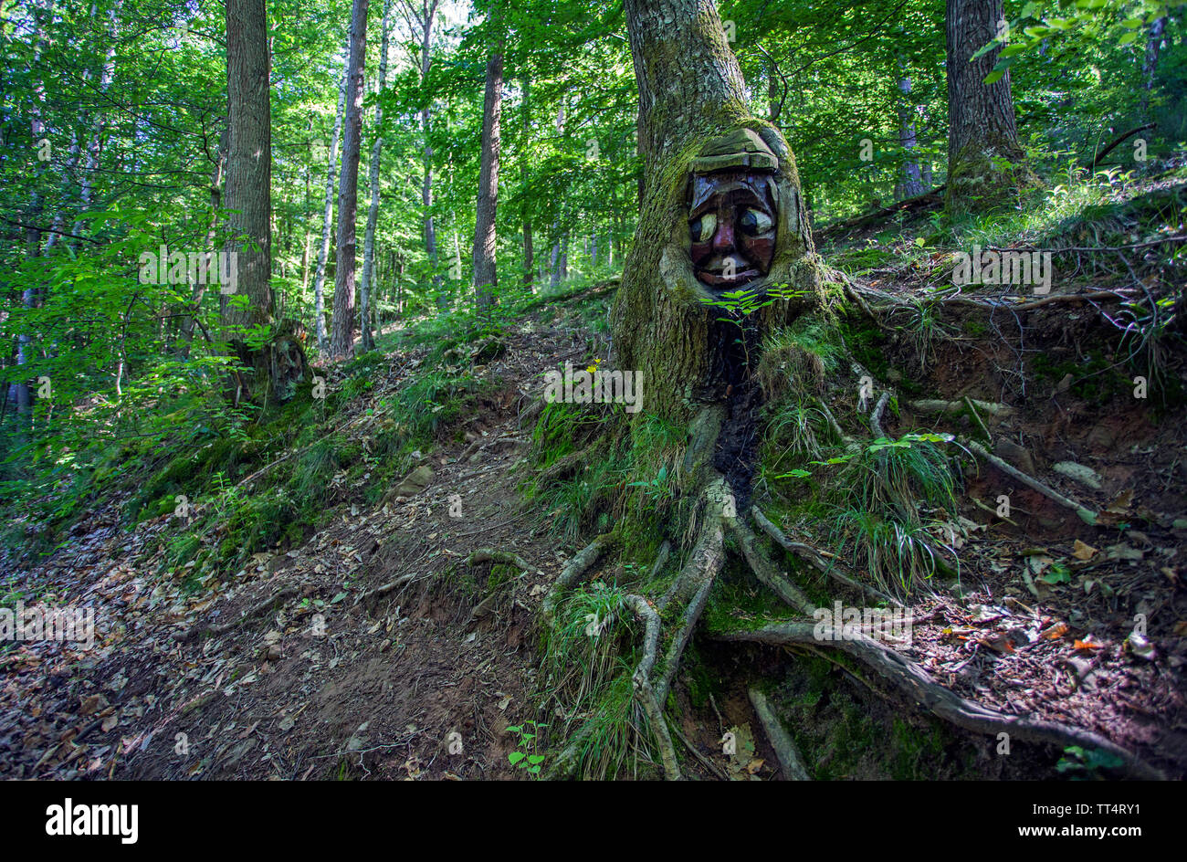Volto scolpito in un tronco di albero, foresta fantasmi trail (tedesco: Waldgeisterweg), Oberotterbach, Itinerario dei vini tedeschi, Renania-Palatinato, Germania Foto Stock