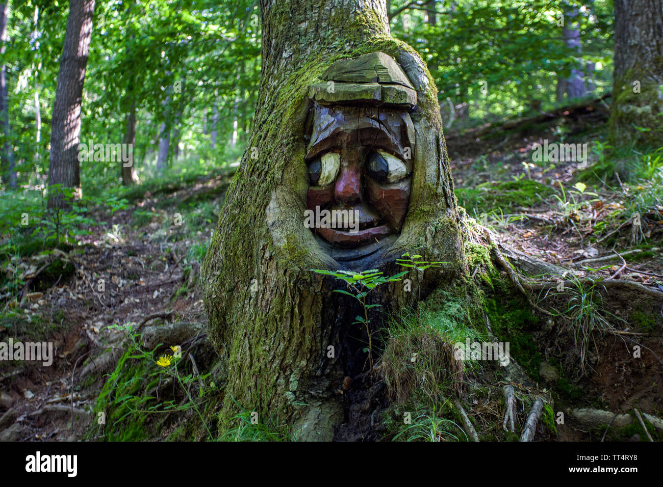 Volto scolpito in un tronco di albero, foresta fantasmi trail (tedesco: Waldgeisterweg), Oberotterbach, Itinerario dei vini tedeschi, Renania-Palatinato, Germania Foto Stock