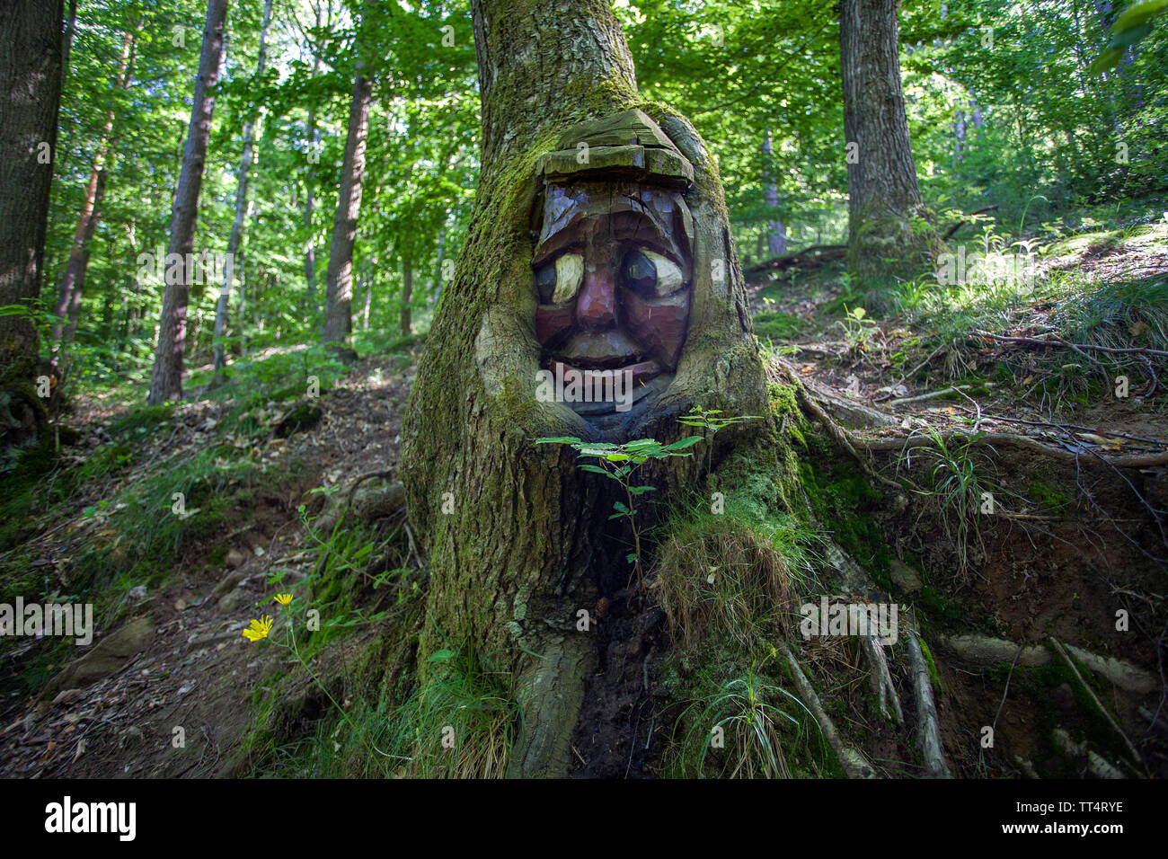 Volto scolpito in un tronco di albero, foresta fantasmi trail (tedesco: Waldgeisterweg), Oberotterbach, Itinerario dei vini tedeschi, Renania-Palatinato, Germania Foto Stock