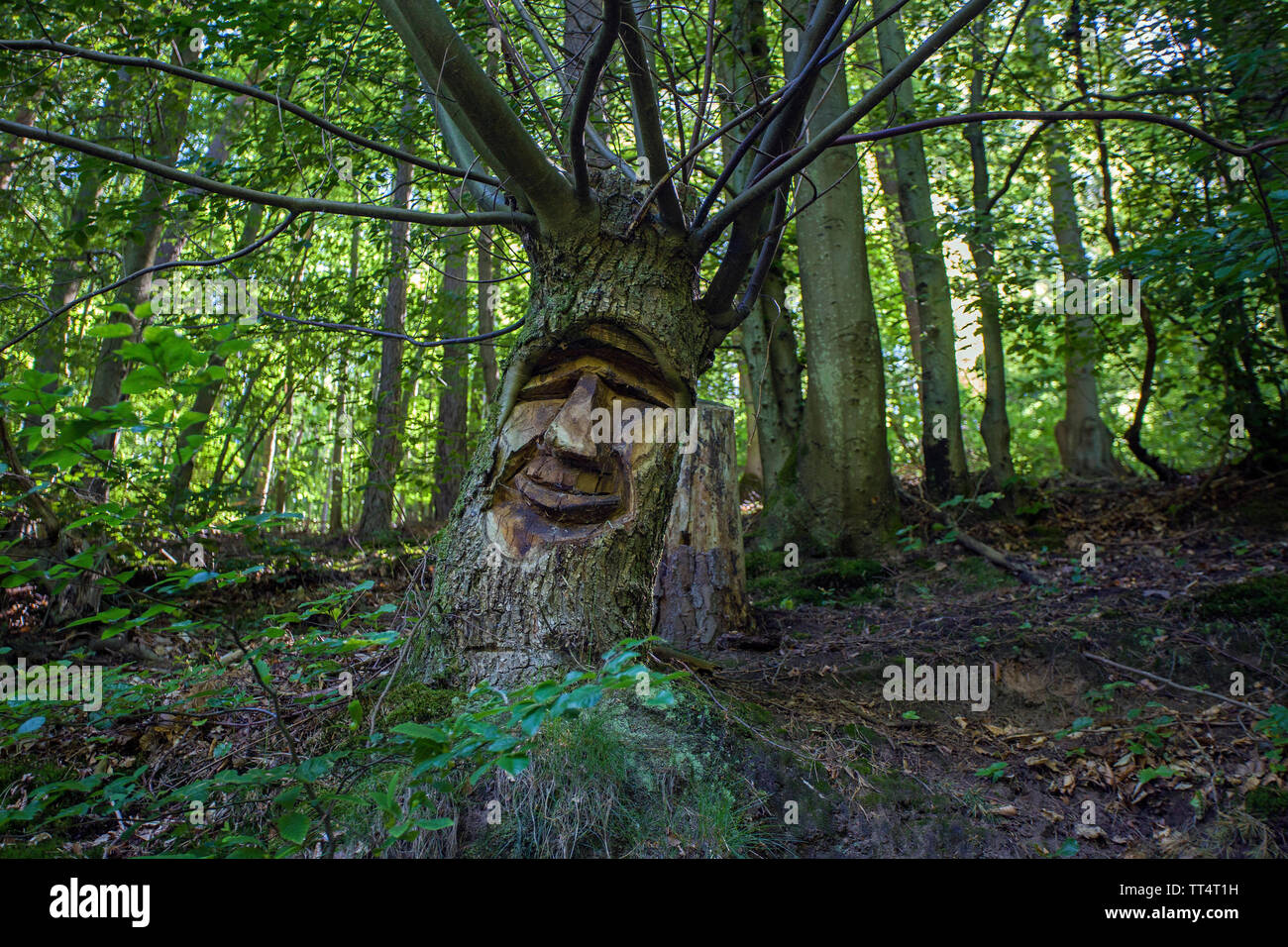 Volto scolpito in un tronco di albero, foresta fantasmi trail (tedesco: Waldgeisterweg), Oberotterbach, Itinerario dei vini tedeschi, Renania-Palatinato, Germania Foto Stock