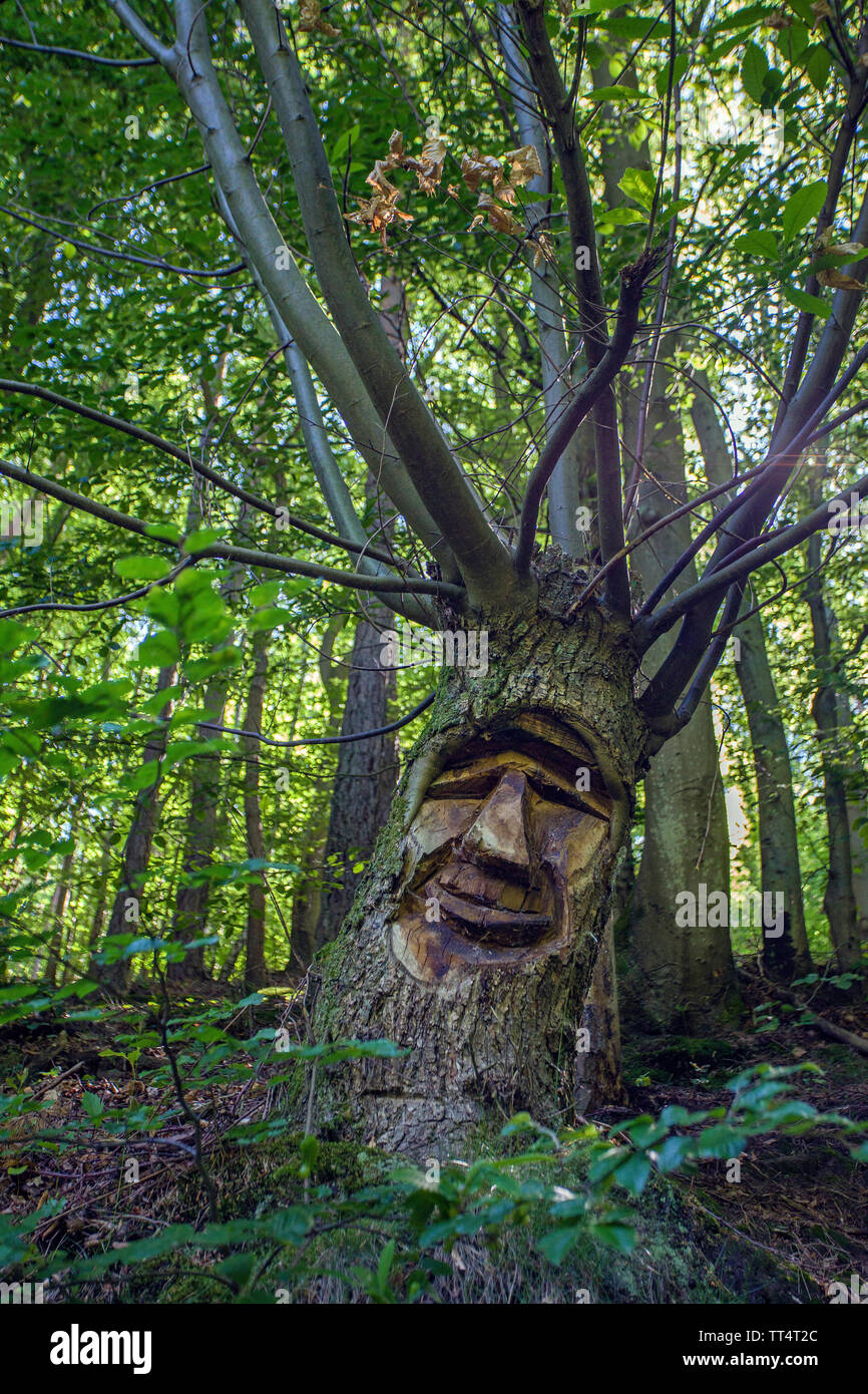 Volto scolpito in un tronco di albero, foresta fantasmi trail (tedesco: Waldgeisterweg), Oberotterbach, Itinerario dei vini tedeschi, Renania-Palatinato, Germania Foto Stock