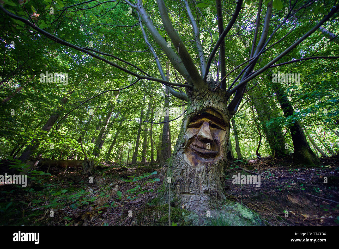 Volto scolpito in un tronco di albero, foresta fantasmi trail (tedesco: Waldgeisterweg), Oberotterbach, Itinerario dei vini tedeschi, Renania-Palatinato, Germania Foto Stock