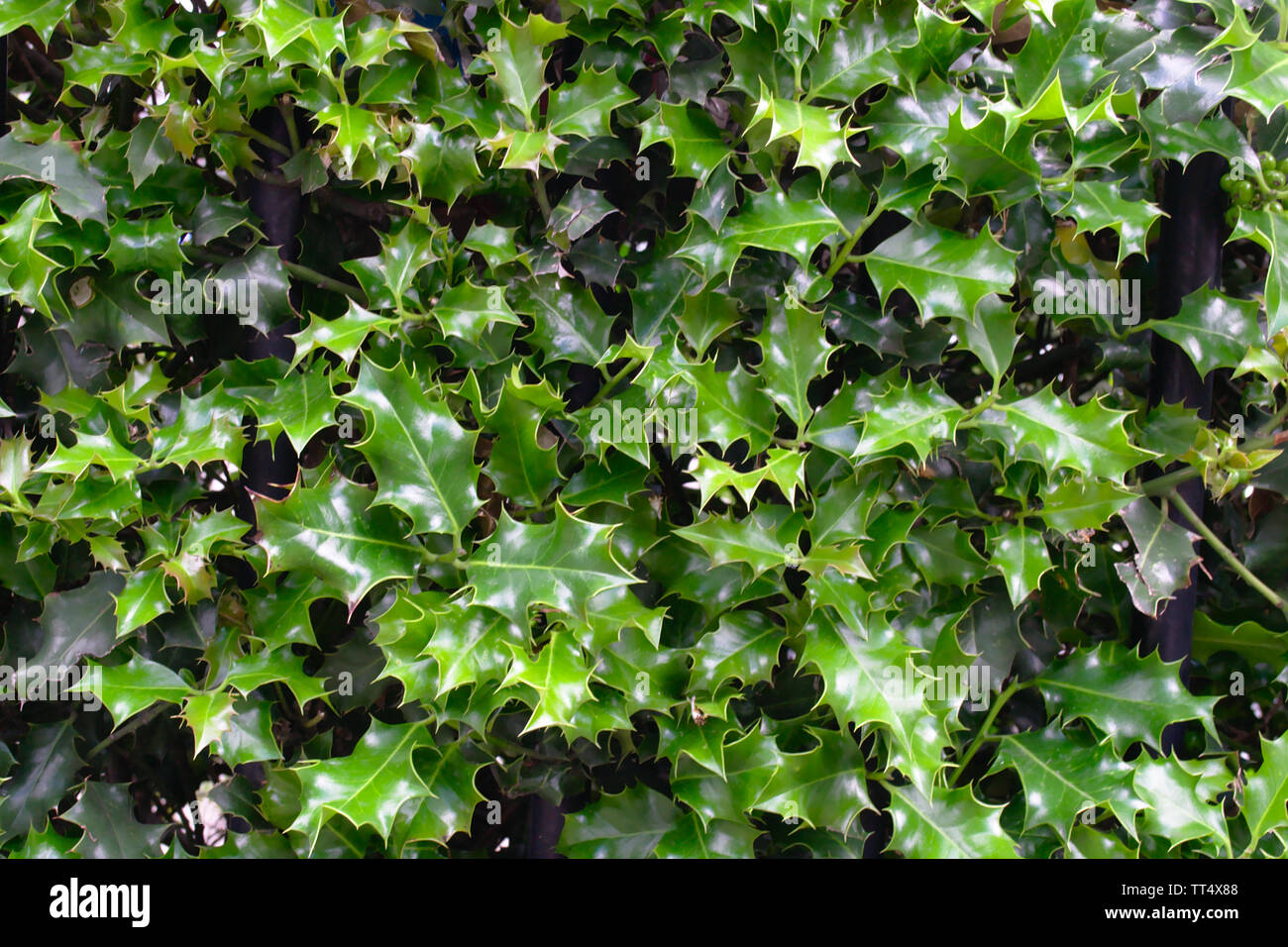 Ilex opaca o american agrifoglio è un piccolo albero sempreverde con una stretta, piramidale corona, è meglio come un tradizionale decorazione di Natale Foto Stock