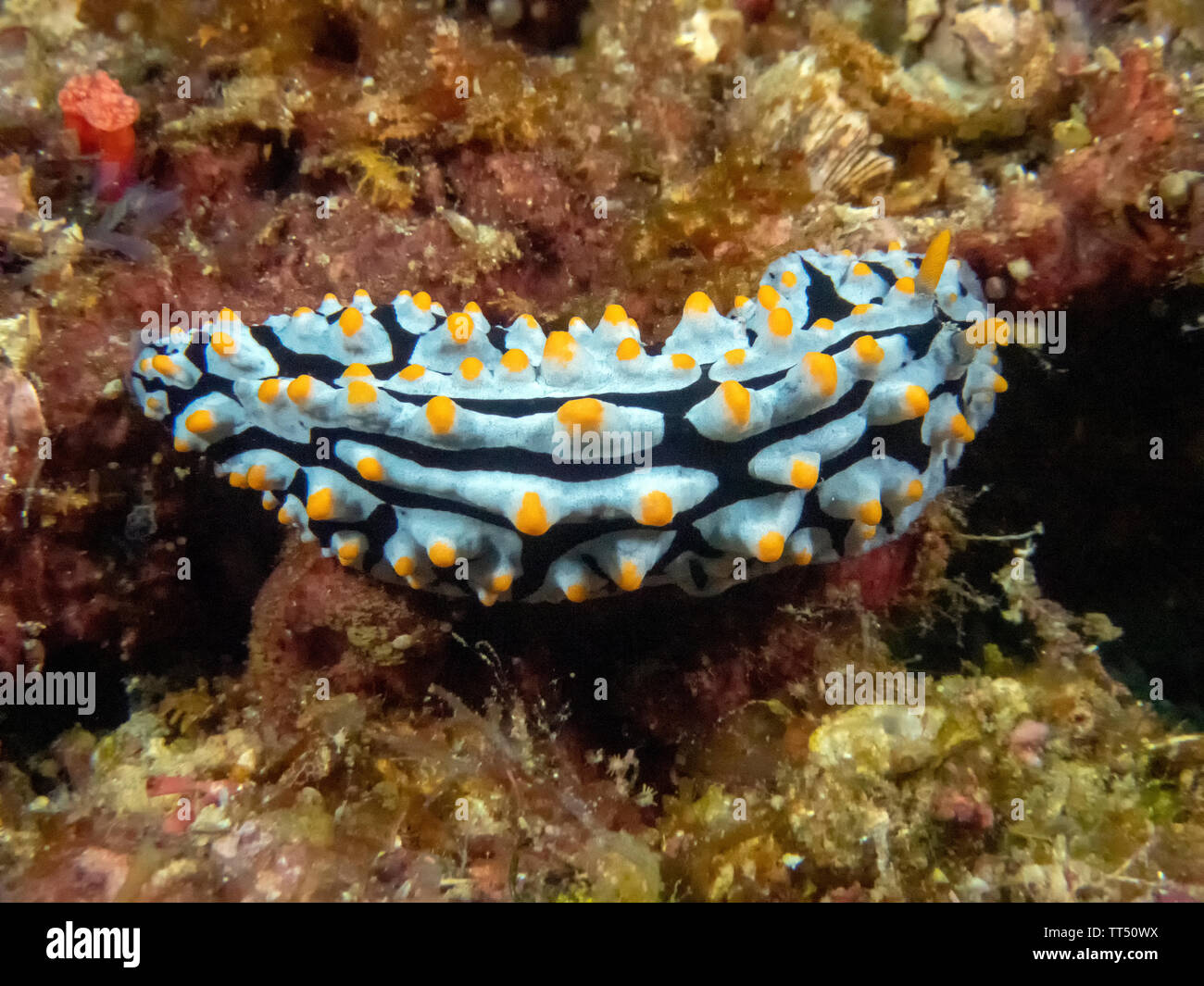 Una verruca Varicose Slug (Phyllidia Varicosa) Foto Stock