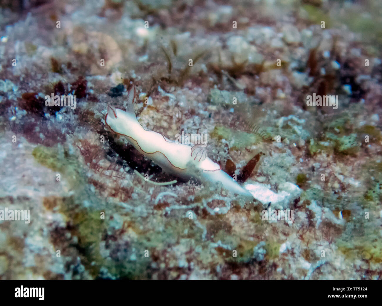 Un piccolo bianco furtiva Thorunna nudibranch Foto Stock