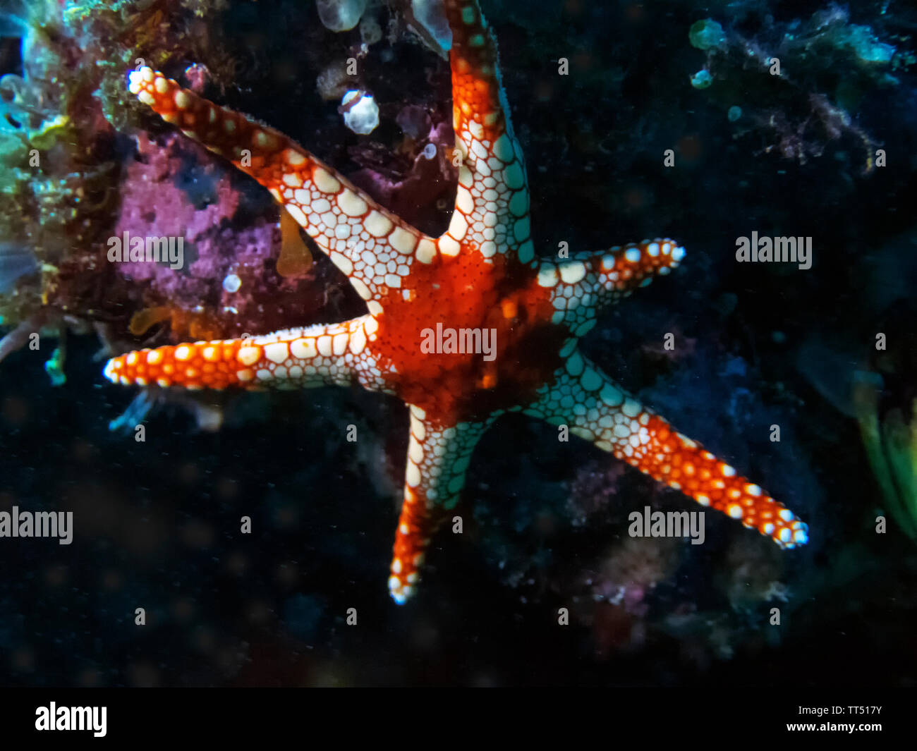 Un mare di menta piperita Star (Fromia monilis) Foto Stock