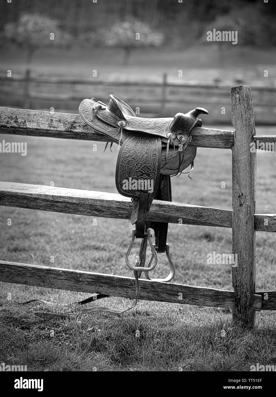 Sella per equitazione Foto Stock