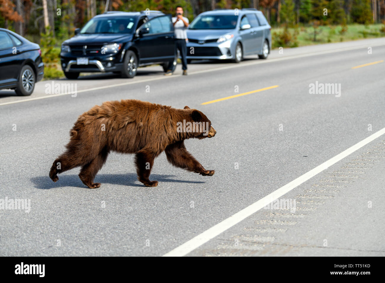 American black bear (Ursus americanus) in colore cannella, crea un pericoloso situazioni di traffico, wile proveniente dal deserto e l'esecuzione tramite Foto Stock