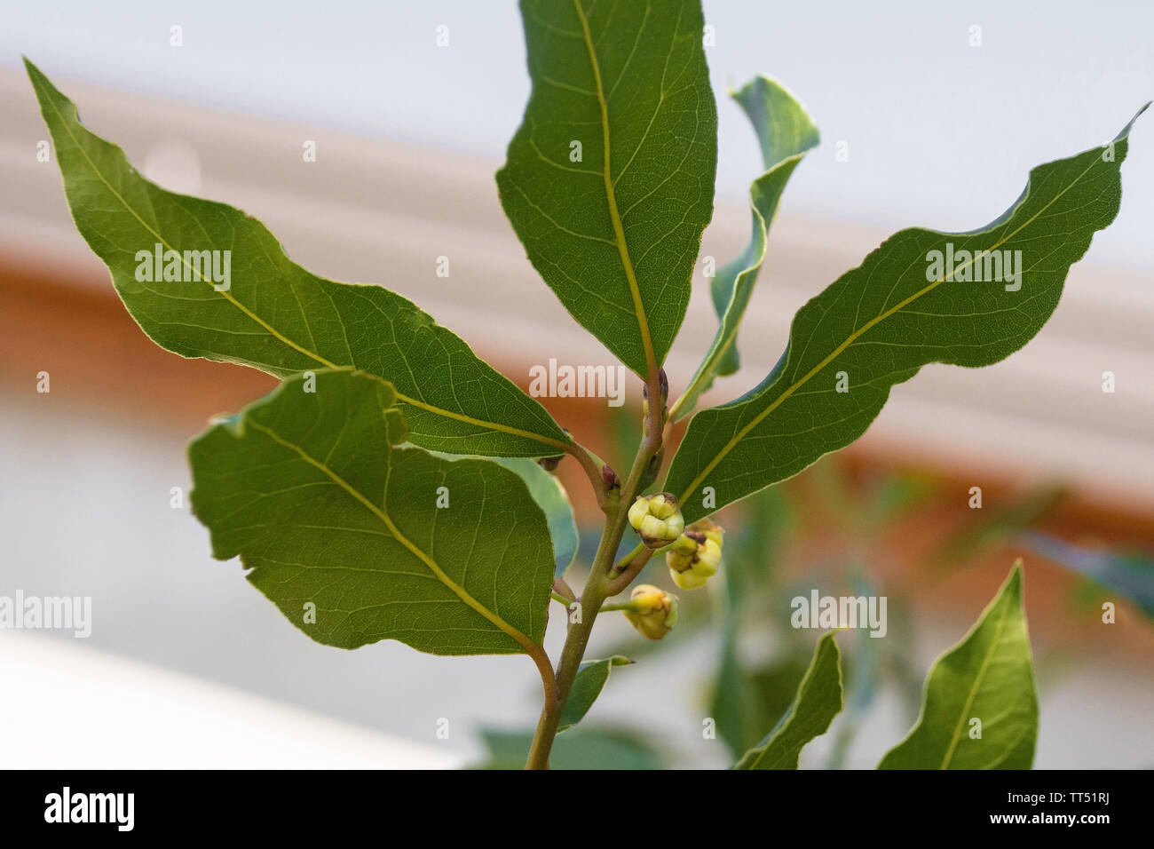 Il giovane boccioli di fiori su un alloggiamento albero di alloro Foto Stock