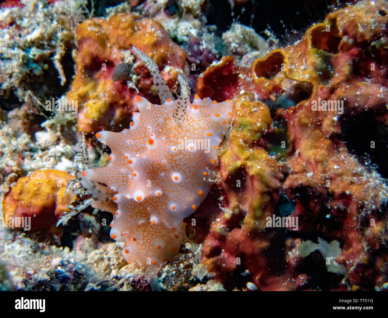 In prossimità di una Halgerda batangas nudibranch Foto Stock