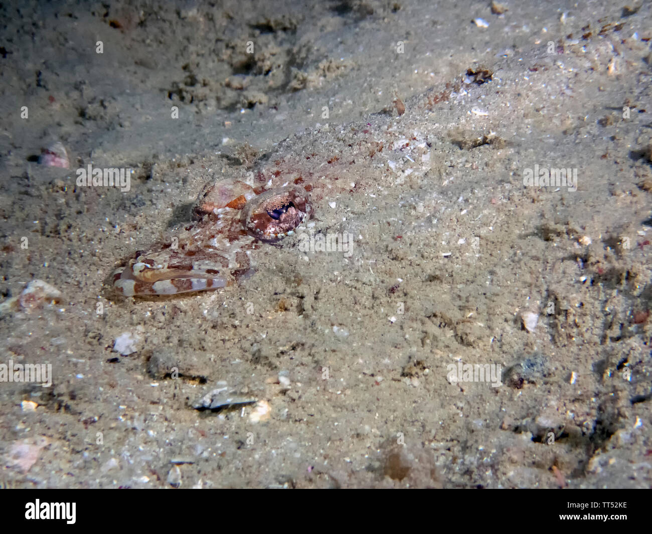 Un De Beaufort's (Flathead Cymbacephalus beauforti) Foto Stock