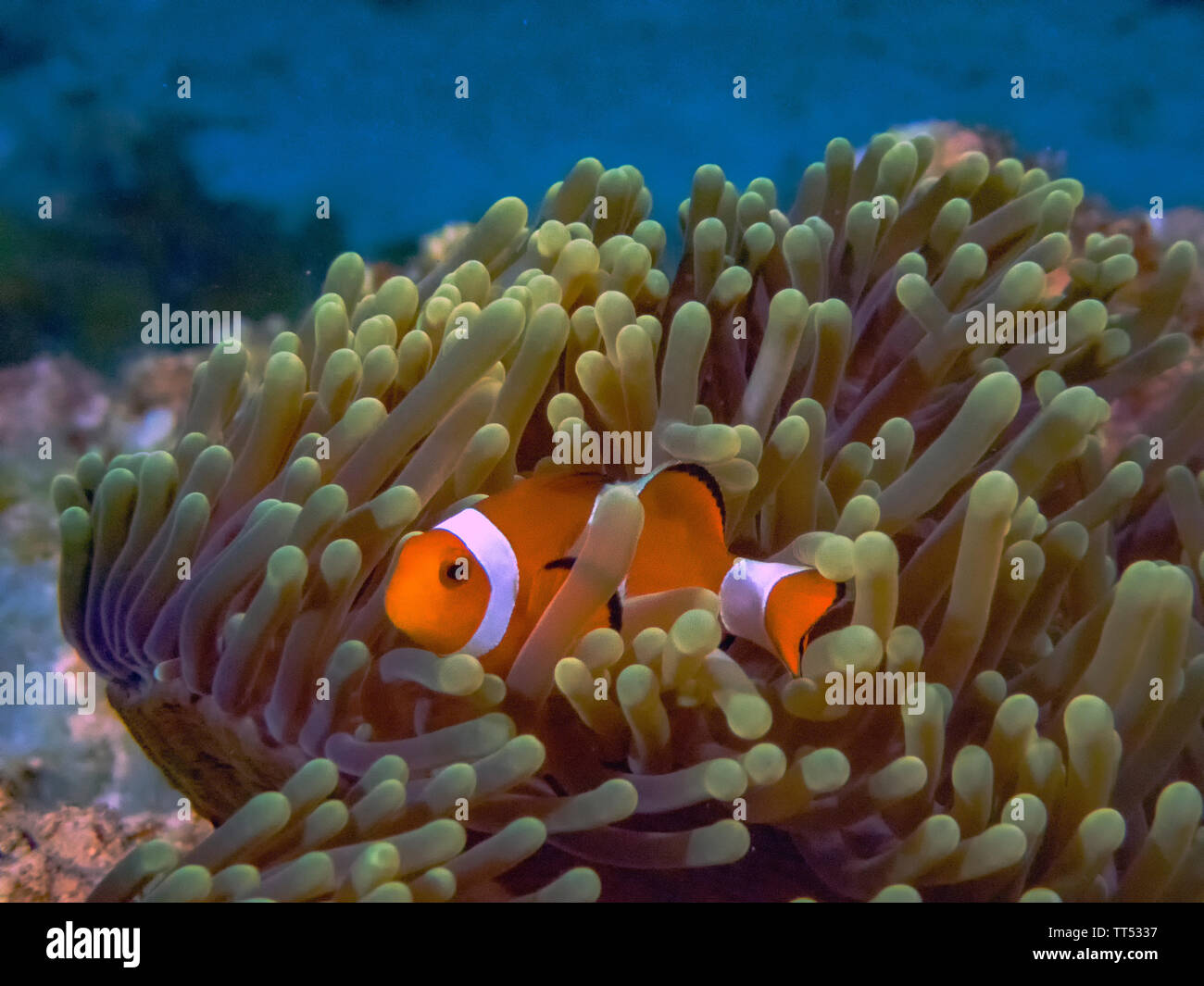 Il Comune o False Clownfish (Amphiprion ocellaris) in un anemone in El Nido, Palawan Foto Stock