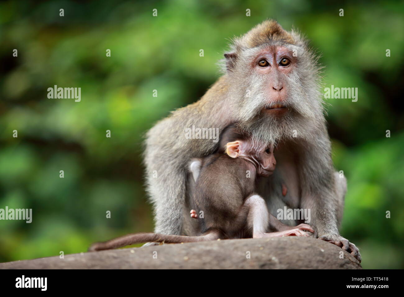 Madre con bambino scimmia Foto Stock