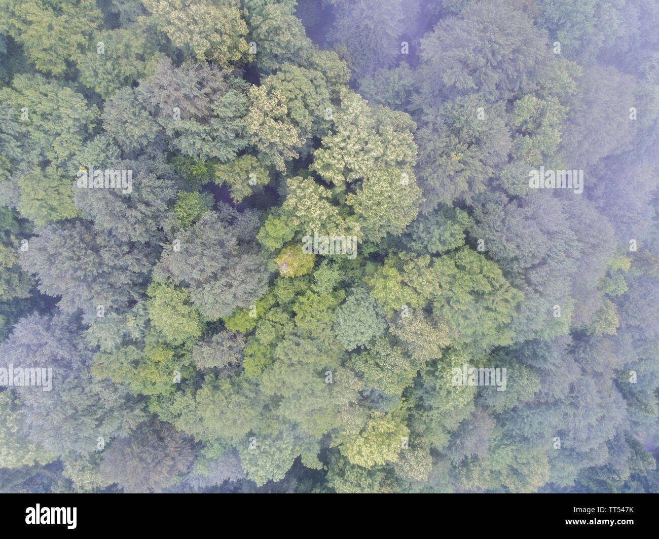 Le cime degli alberi. Drone foto. La vista dall'alto. Foto Stock