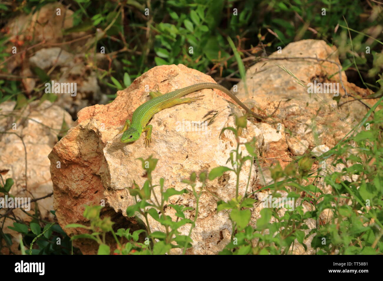 Balkan ramarro, Lacerta trilineata, Creta in Grecia Foto Stock