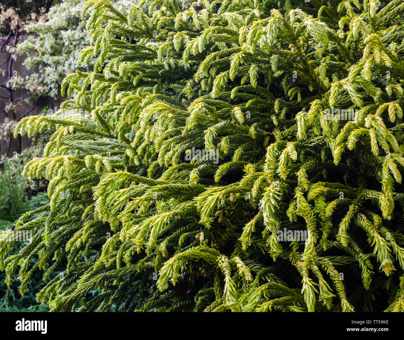 Cryptomeria japonica spiralis crescono in un giardino privato, o Granies boccoli. Foto Stock