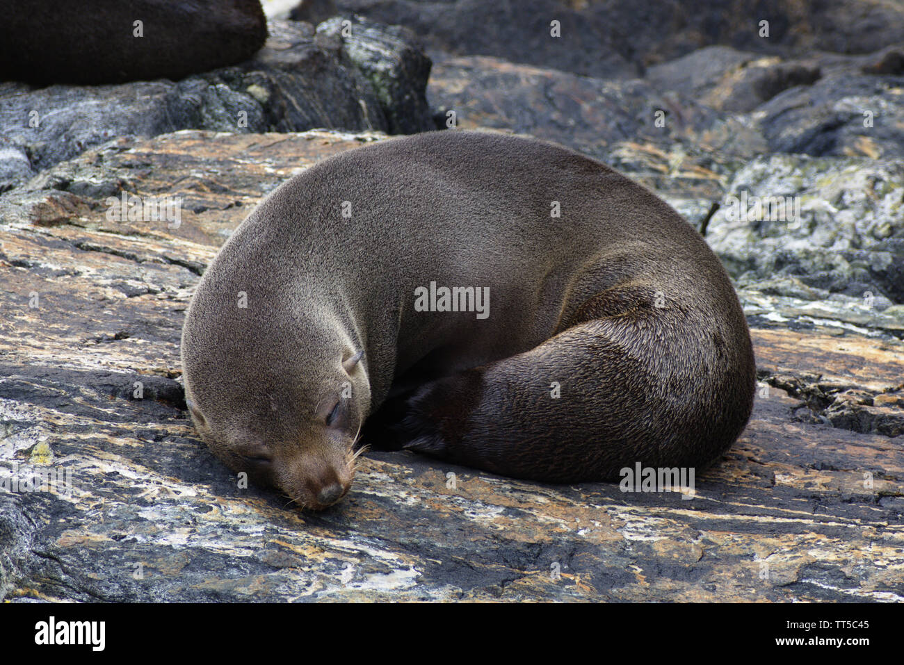 Sleeping giovani Nuova Zelanda pelliccia sigillo di Milford Sound Foto Stock