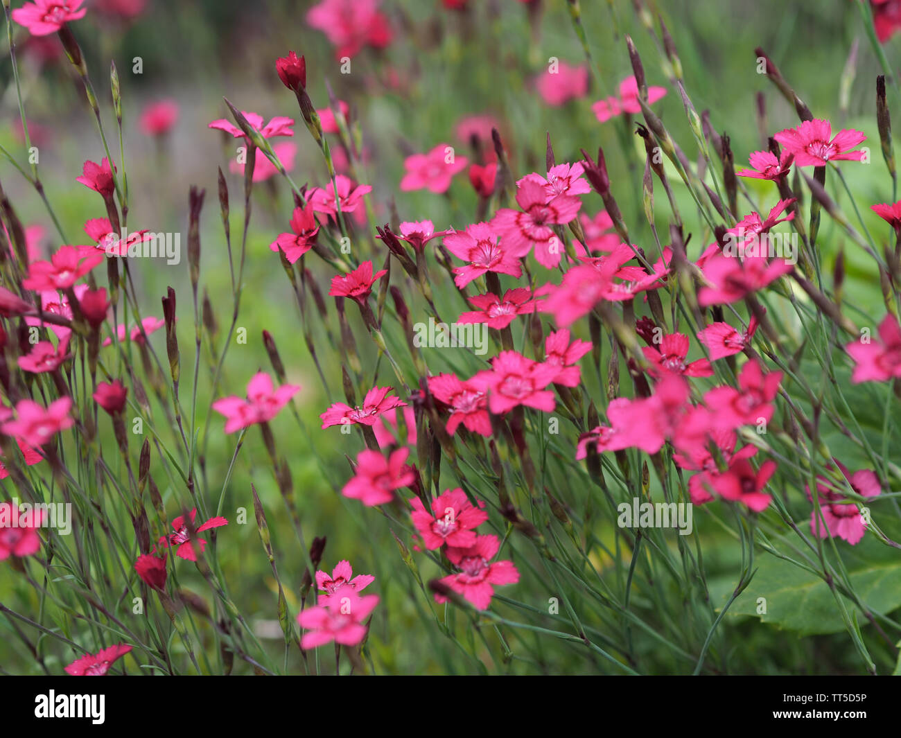 Close-up di un tappeto di colore rosa del garofano Dianthus deltoides / Heide - Nelke Foto Stock
